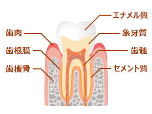 歯の構造について